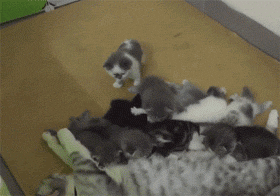 猫妈妈生了10只小宝宝，喂奶时就像在打仗，其中有一只看到后... - 3