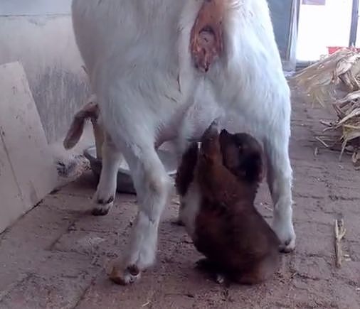小狗错把山羊当妈妈，为了喝口奶被羊妈妈拖着走~ - 2