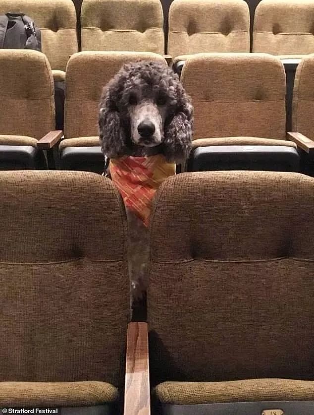 去剧场看音乐剧，发现后排坐满了狗砸...这谁还能安心看舞台？ - 5