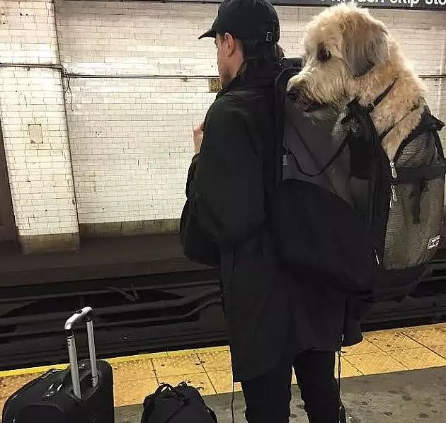 有狗狗同行的地铁、列车和飞机，你愿意坐吗？ - 10