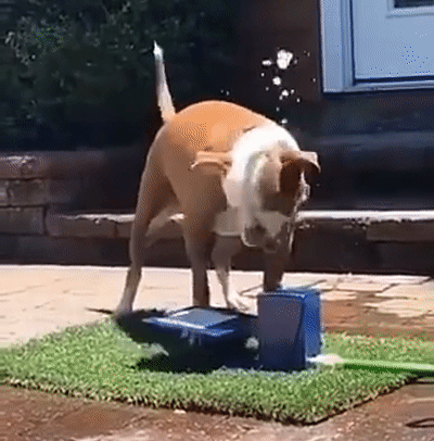 给狗狗按了个自助饮水器，可这货从此再也没能喝上水... - 3