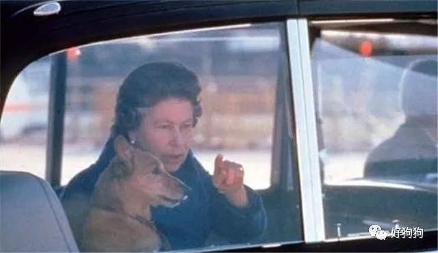 英国女王的柯基去世，她说再也不会养狗了…… - 2