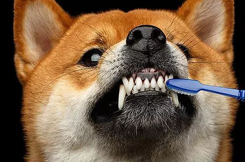 狗狗不刷牙带来的这“四大危害”你知道吗？ - 1