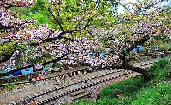何必远赴日本，中国这8个超浪漫赏樱地，最便宜6元就可出发！ - 54