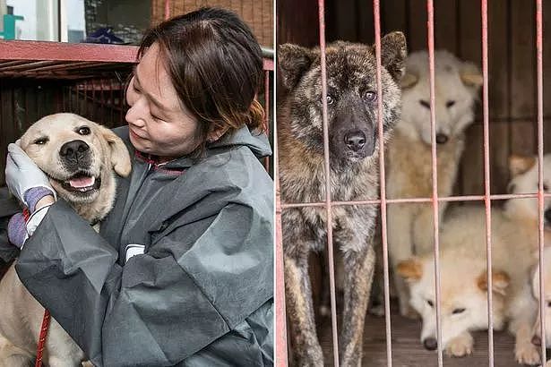 韩国最大狗肉市场要关闭了，超过80只狗狗从市场获救… - 1