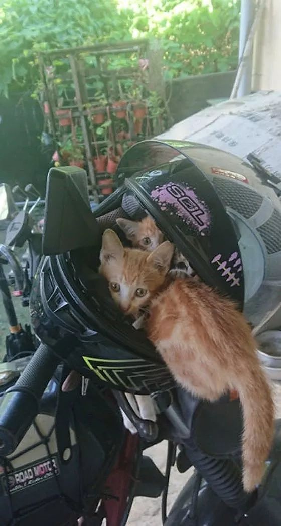 一早拿摩托车时，安全帽却被几只小猫霸占，其中一只屁屁还外露！ - 4