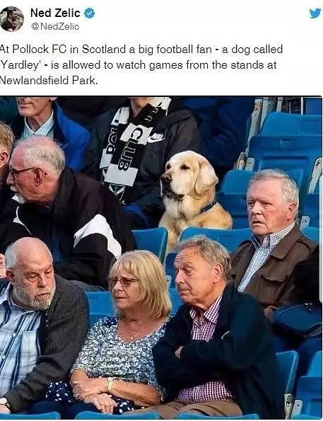 真正的“VIP狗”，足球俱乐部为小狗安排专属座位 - 1