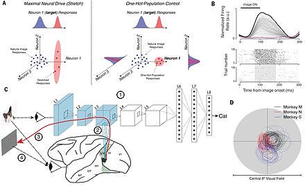 史上首次！MIT研究用人工神经网络控制动物大脑活动 - 4