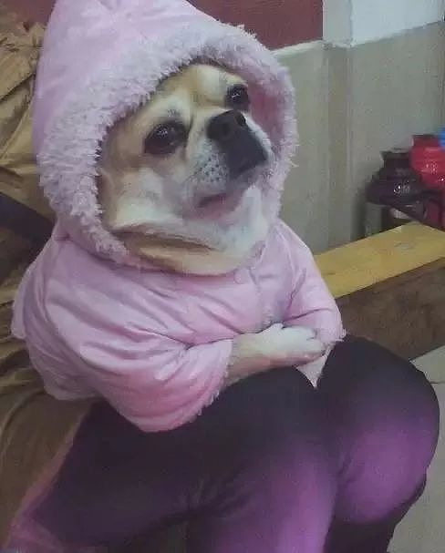 怕出门冻着，奶奶给狗狗穿了6层衣服... - 6