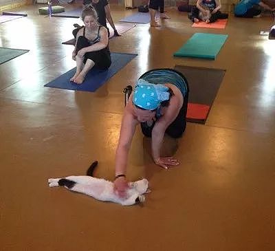 米国这家瑜伽教室推出的瑜伽课程，在猫老师的教导下，大家都... - 9