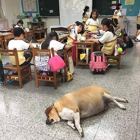 好好的一只校犬，被老师和同学们喂成了一只“校牛”！ - 3