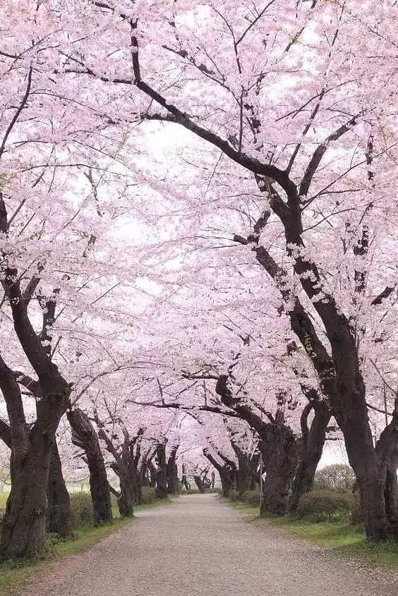 何必远赴日本，中国这8个超浪漫赏樱地，最便宜6元就可出发！ - 17