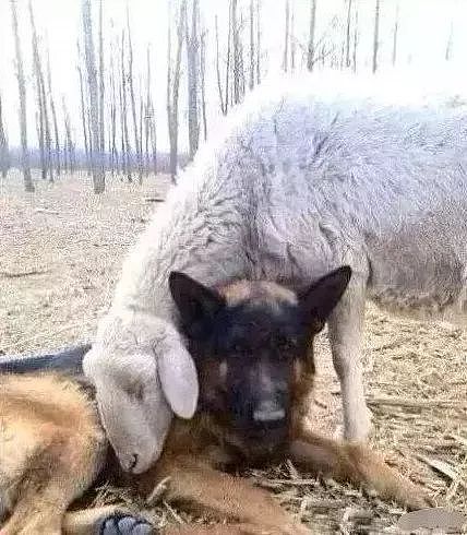 主人让牧羊犬放羊，它竟然把羊给上了！ - 3