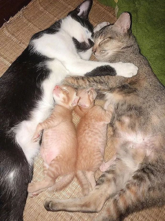 主人拍下猫一家4口睡觉画面好幸福，但网友们感觉有点不对劲！ - 1