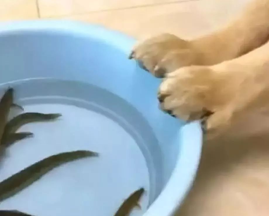 小心！伸进鱼盆里的狗腿子，可能比猫爪更危险！ - 6