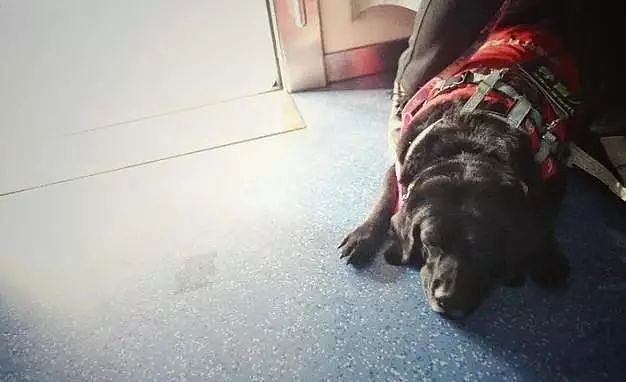 导盲犬珍妮退役，它最后一次乘坐地铁却依然不顺利... - 7