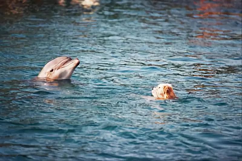 狗狗和海豚一起游泳，画面美呆了！ - 4