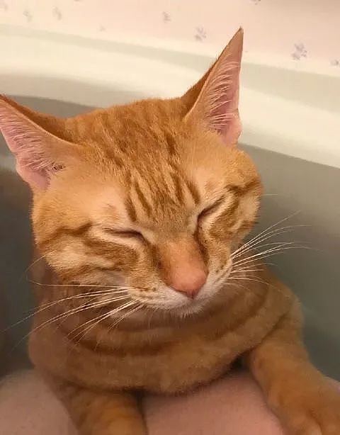 推主家的橘猫，不仅不怕洗澡，还特别热衷于泡澡，而且... - 6