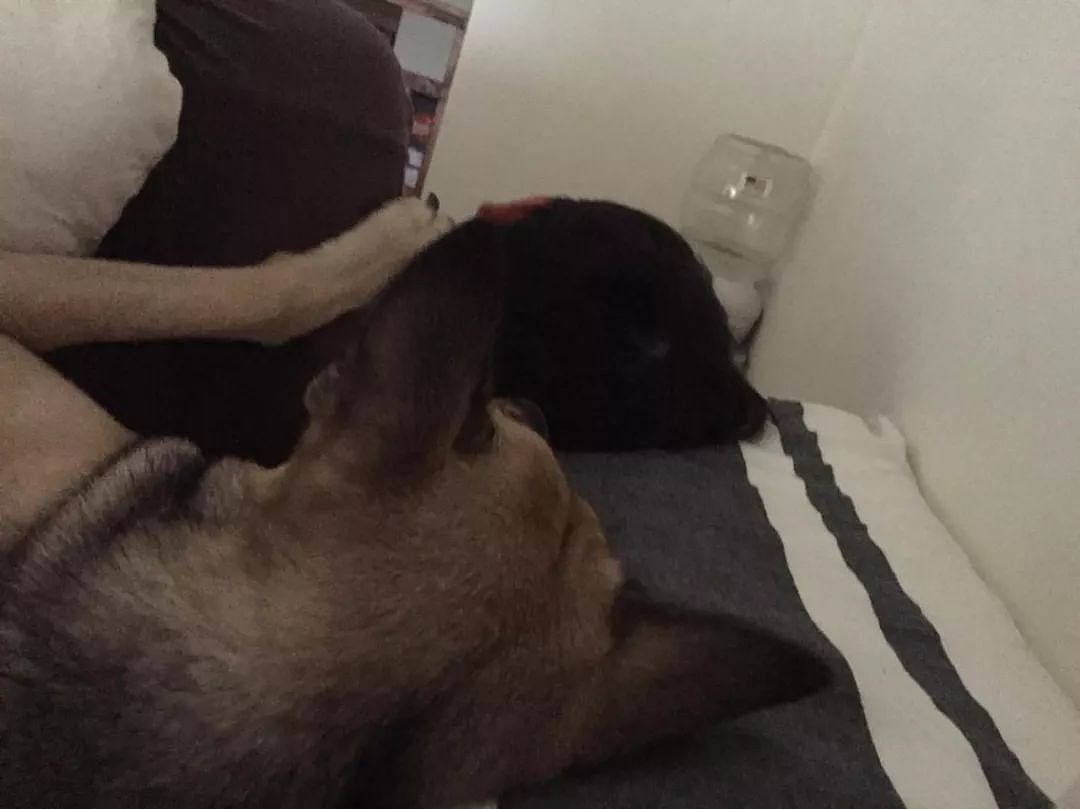 狗狗为什么喜欢睡你的床，还总拿屁股怼你？！ - 2