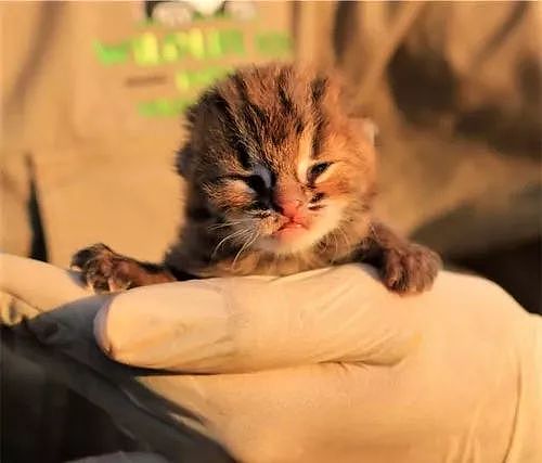 农民在甘蔗田里捡到迷你小奶猫，专家却说这种猫超凶的！ - 2