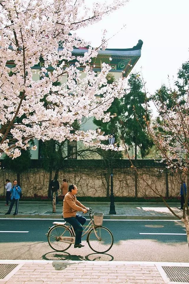 何必远赴日本，中国这8个超浪漫赏樱地，最便宜6元就可出发！ - 29