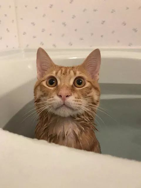 推主家的橘猫，不仅不怕洗澡，还特别热衷于泡澡，而且... - 7