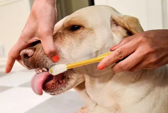 这款兑水喝的洁齿水，不仅可以更好的清洁狗狗牙齿而且还能解决它不爱刷牙的难题！ - 5