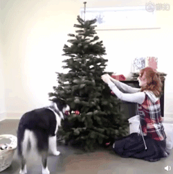 当你还在想怎样安心过圣诞的时候，人家的狗已经在装饰圣诞树了！ - 2