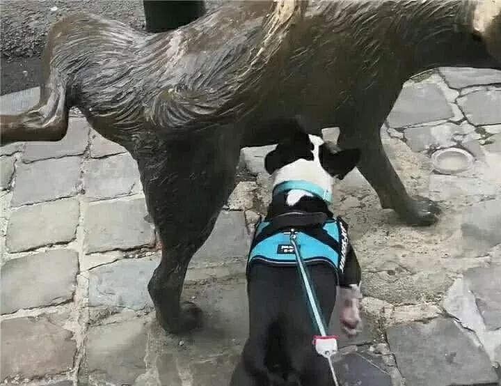 当一只色狗偶遇一座雕像狗：这狗我能上吗？ - 3