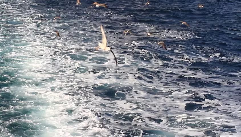 中国航母上最神秘的人：手持双管霰弹枪，见到海鸥抬手就是一发 - 5
