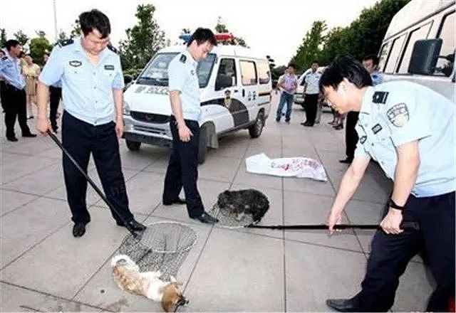 蒲江的警察蜀黍只用一招，就让养狗人“束手就擒”… - 1
