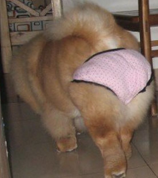 狗狗来“大姨妈”，穿上网友自制的生理裤，总觉得哪里不太对…… - 9