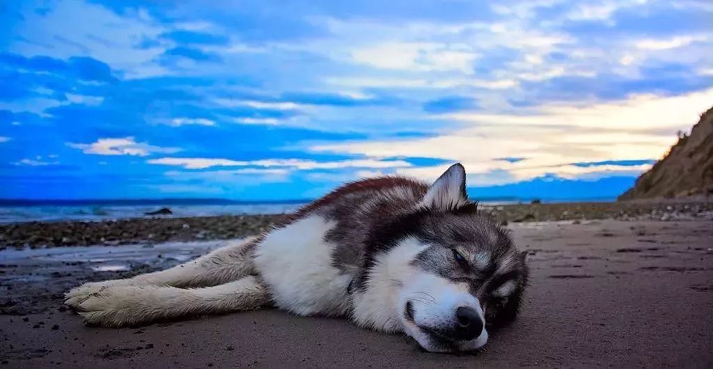 主人把狗狗骗去海滩，然后一言不合就埋了…… - 5