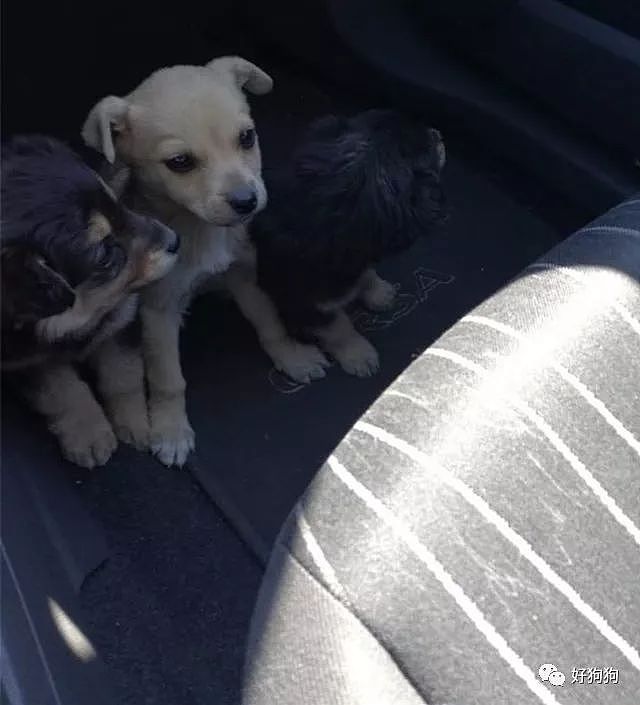 一小哥在开车回家的高速公路上，幸运地遇到3只可爱的小奶狗！ - 2