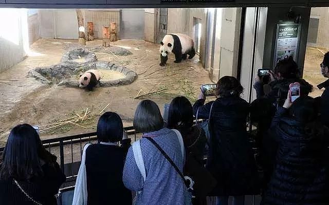 熊猫去了趟荷兰惊呆了！本以为是去旅游的，没想到是去登基的！ - 8