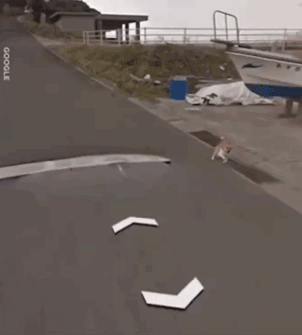 日本一只柴犬盯上了街景车，画风顿时变得超搞笑！ - 4