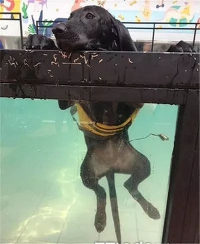 这只狗挂在泳池的原因，让围观群众大跌眼镜！ - 3