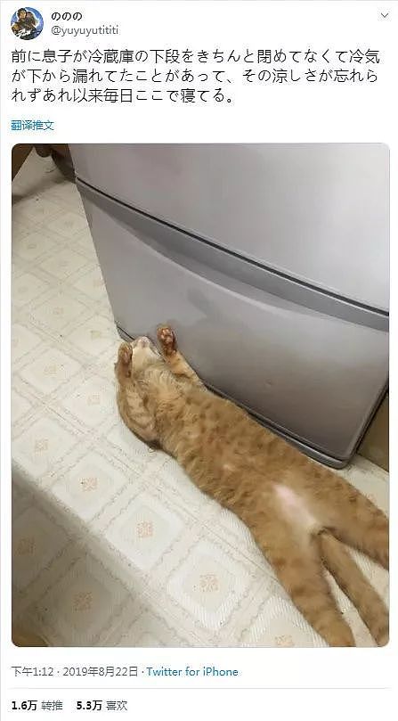 冰箱门忘记关，导致冷气露出，被猫发现后，它居然天天在那睡觉！ - 1
