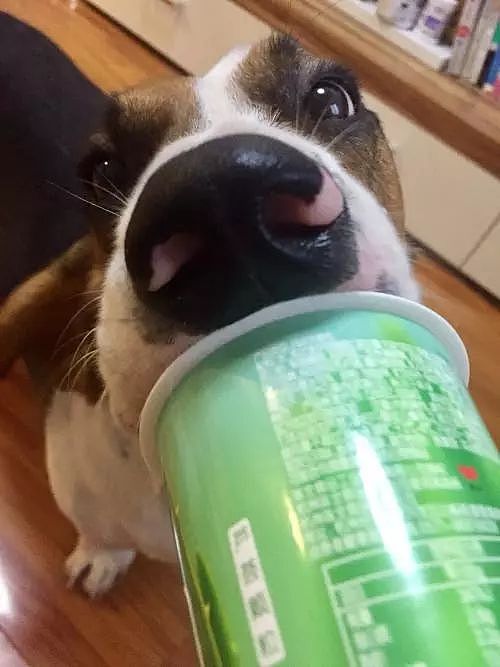 还记得你家狗狗第一次喝到酸奶的样子吗？简直萌翻了！ - 8