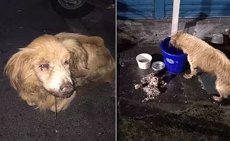 18岁眼盲老犬被遗弃，被发现时它嘴流着脓在翻垃圾…… - 1