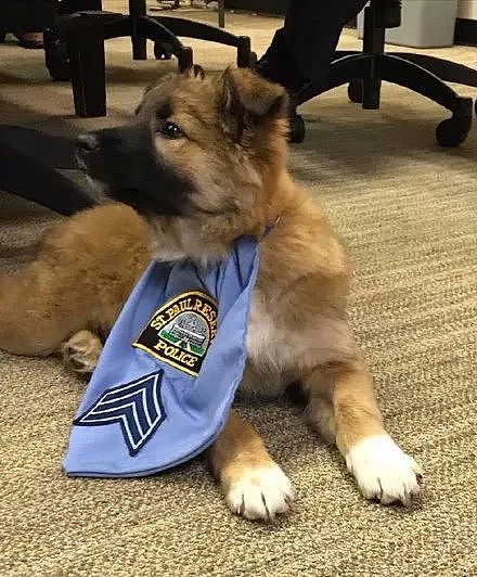 这只小警犬每周上班10小时，工作就是卖萌撒娇，让警员各种摸摸抱抱..... - 8