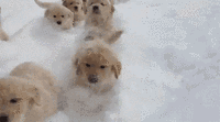 狗子看见雪反应大不同，二哈吃雪柴犬深沉，金毛最不稳重直接往门上撞…… - 8