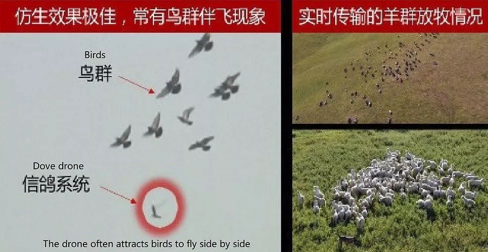 中国自主研发“鸽子”无人机，能骗真鸟、避雷达 - 3