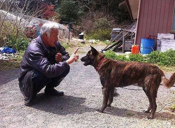 日本福岛大地震后，百只柴犬依旧死守家园… - 10