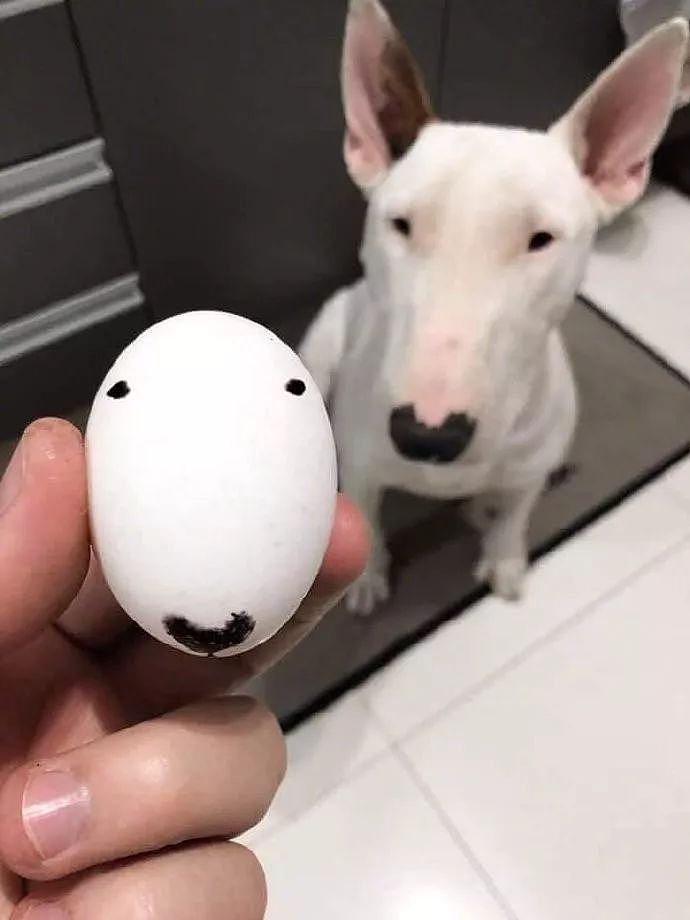吃鸡蛋时意外发现，这颗蛋跟自家狗砸长得很像... - 1