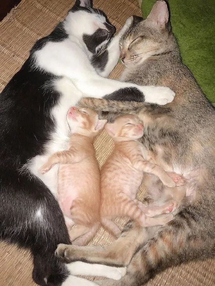 主人拍下猫一家4口睡觉画面好幸福，但网友们感觉有点不对劲！ - 2