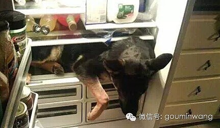 网友：这个夏天，我家狗子的命是冰箱给的.... - 7
