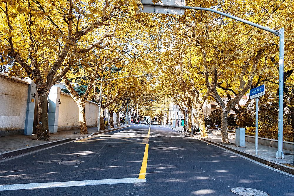 上海最美的秋天，最浪漫的落叶，一定要去这条街 - 6