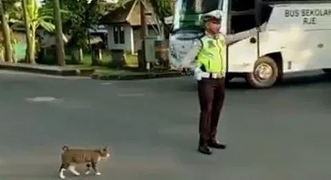 这位交警遇到一只猫要过马路，他的举动让人想点赞... - 2