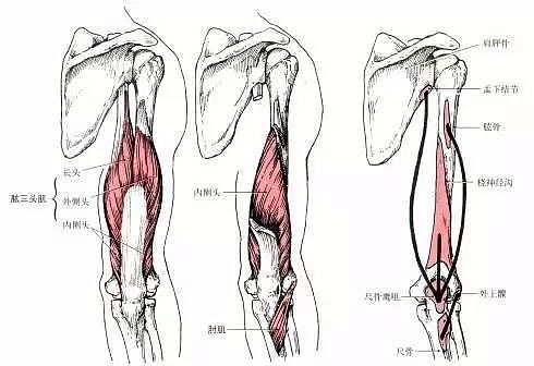 超实用的肱二头肌、肱三头肌拉伸方法及联合训练 - 3